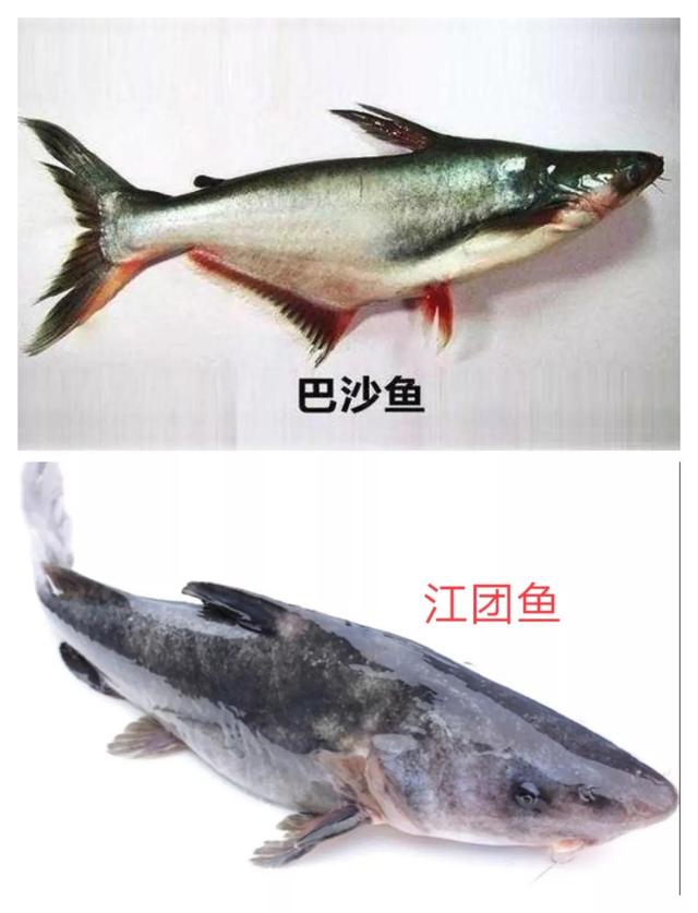 籽鱼是什么鱼？