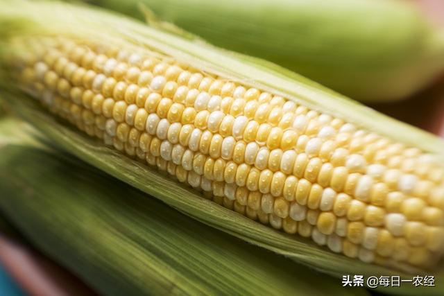 玉米什么季节成熟？