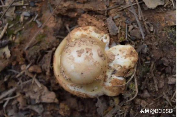 金蘑菇菇为什么火了？