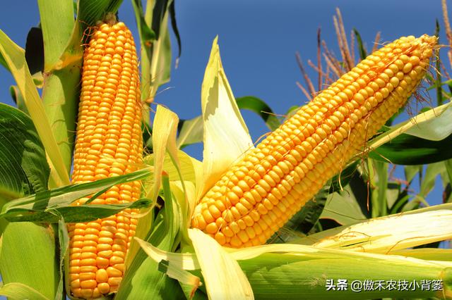 玉米什么样好，什么品种玉米产量高