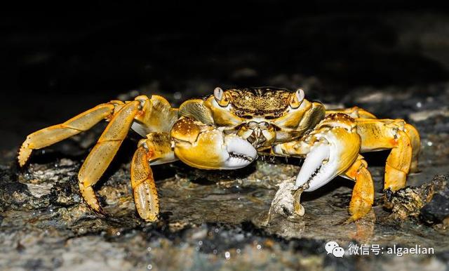 小螃蟹喜欢吃什么，螃蟹到底吃什么