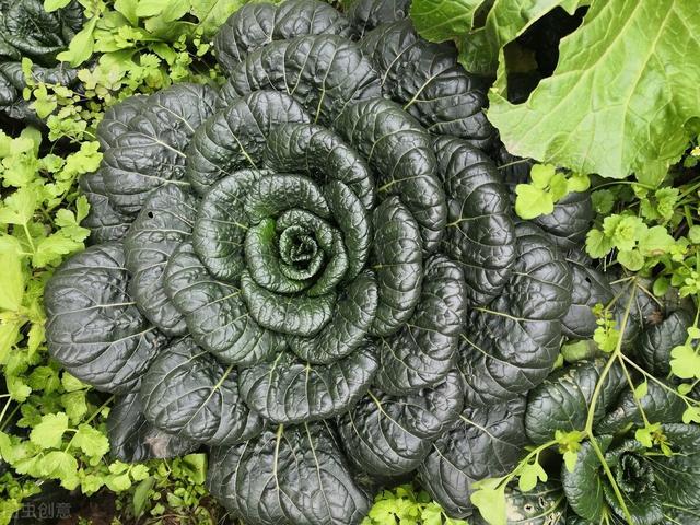 黑白菜什么时候种，秋冬季种植的蔬菜