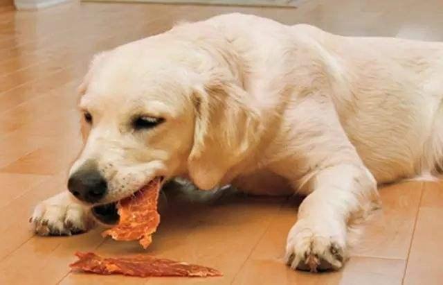 小狗大肠干需要吃点什么，狗狗能吃大肠吗