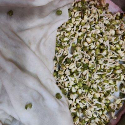 绿豆芽是什么，怎么自发绿豆芽