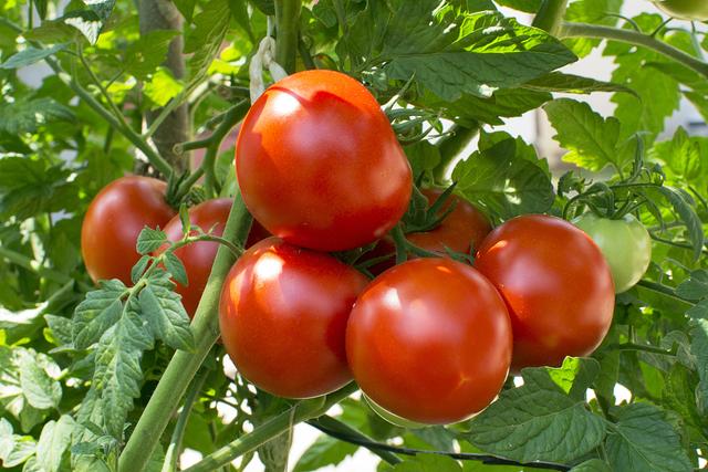 什么时候吃西红柿好，关于西红柿的内容