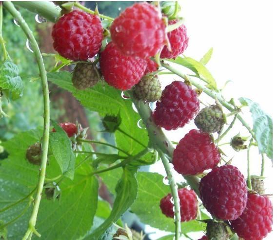 草莓酸是什么，草莓酸是什么原因