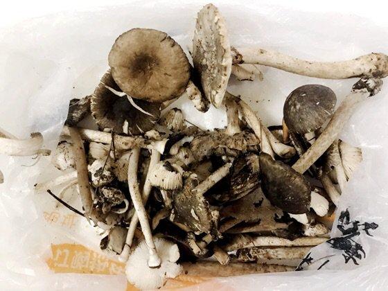 什么蘑菇有苦味，蘑菇汤会中毒吗