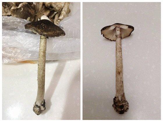 什么蘑菇有苦味，蘑菇汤会中毒吗