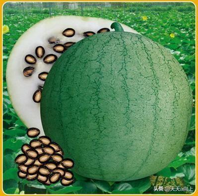 黑瓜子是什么做的，西瓜子为啥那么大