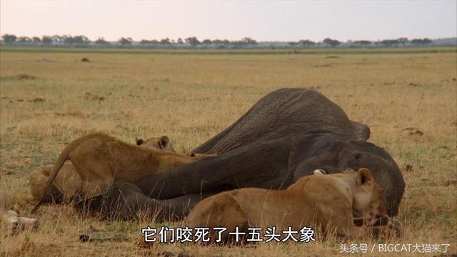 大象肉什么味道，恋上大象肉的味道？草原上7只狮子两个月里捕杀了15头大象