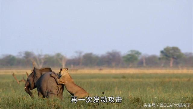 大象肉什么味道，恋上大象肉的味道？草原上7只狮子两个月里捕杀了15头大象