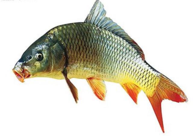糖醋鱼一般都是什么鱼，糖醋鱼的鱼是什么鱼