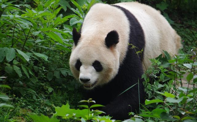 熊猫为什么那么可爱，这是我喜欢的大熊猫它什么可有趣了