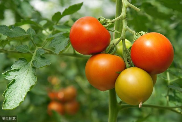 番茄为什么会变红，为什么自己种的番茄不会红