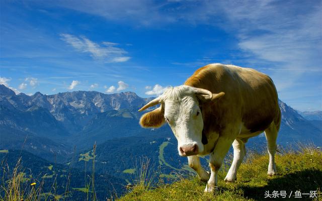 牛的什么部位交牛腩，牛腩是牛身上哪一块
