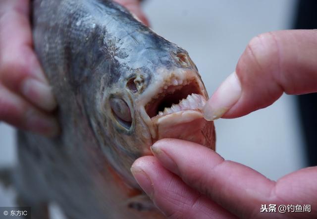镜鱼是什么鱼，会咬断子线的是什么鱼