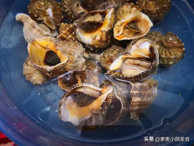 大海螺壳可以做成什么，鲍鱼螺是什么海鲜