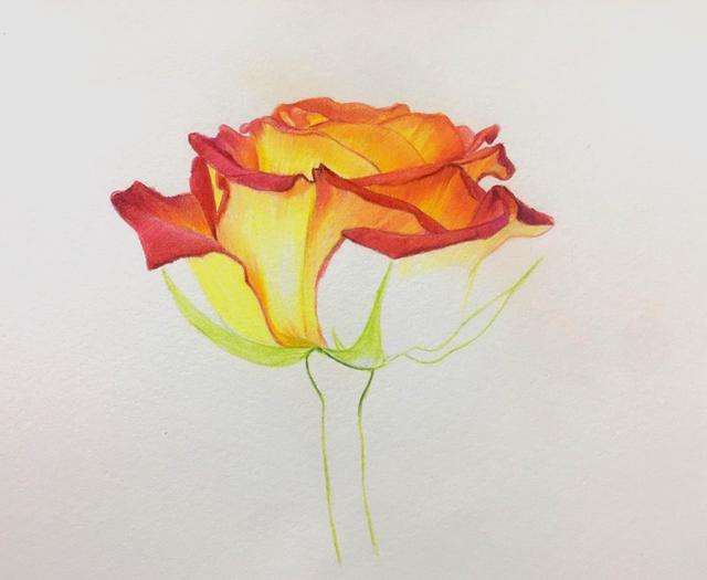 黄玫瑰花瓣可以做什么用，一步一步教你画玫瑰花