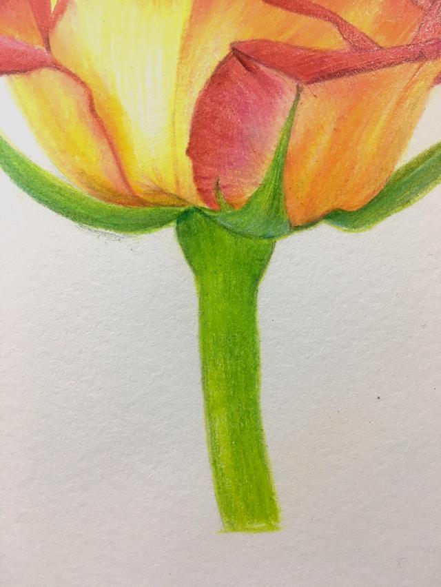 黄玫瑰花瓣可以做什么用，一步一步教你画玫瑰花