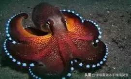 目鱼长什么样的，章鱼不是地球生物