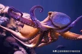 目鱼长什么样的，章鱼不是地球生物