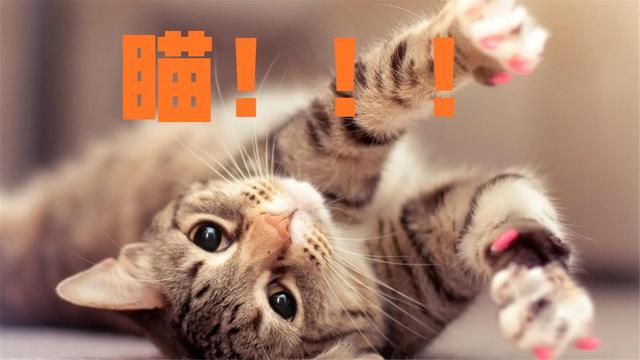 猫肉有什么作用，中国人为什么不吃猫肉