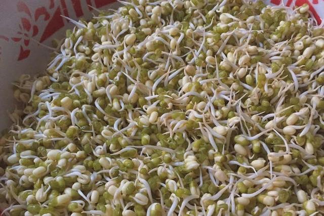 为什么绿豆苗发芽过久发臭呢，我们种过的绿豆芽